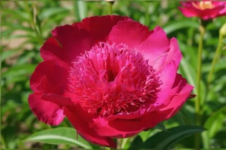 Півонія Порт Роял / Paeonia Port Royale