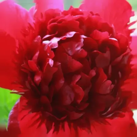 Півонія Ред Шарм / Paeonia Red Charm