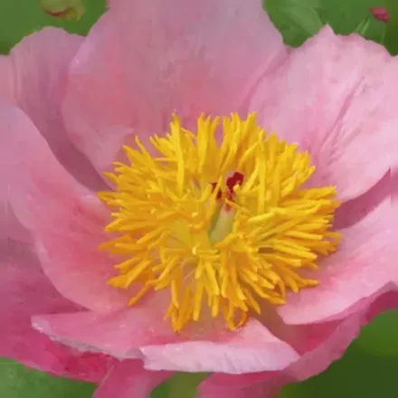 Півонія Розеллет / Paeonia Roselette