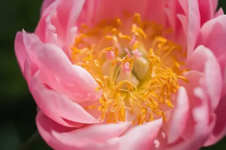 Півонія Салмон Дрім / Paeonia Salmon Dream