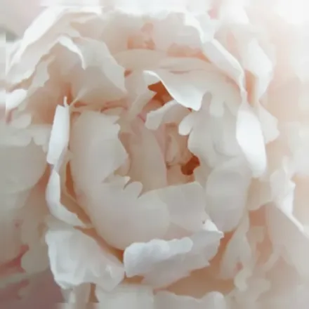 Півонія Шірлі Темпл / Paeonia lactiflora Shirley Temple