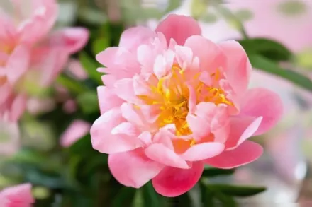 Півонія Шоу Герл / Paeonia Show Girl