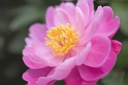 Півонія Сі Шелл / Paeonia lactiflora Sea Shell