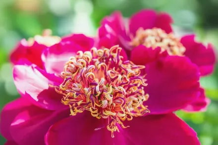 Півонія Сворд Денс / Paeonia lactiflora Sword Dance