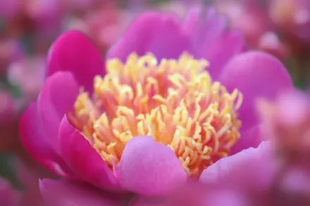 Півонія Том Екхардт / Paeonia lactiflora Tom Eckhardt