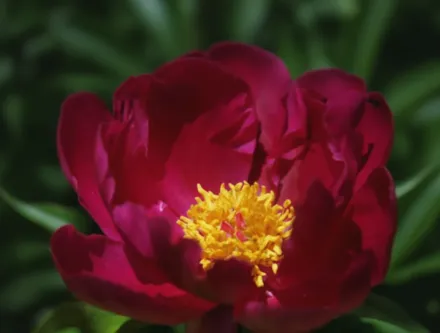 Півонія Топека Гарнет / Paeonia lactiflora Topeka Garnet
