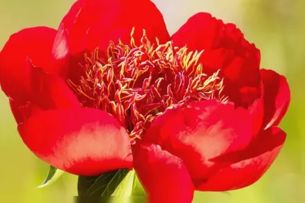 Півонія Волтер Мейнс / Paeonia Walter Mains