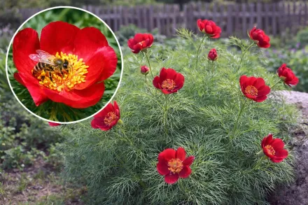 Півонія вузьколиста / Paeonia tenuifolia