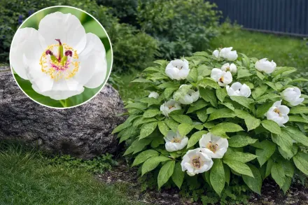 Півонія японська / Paeonia japonica