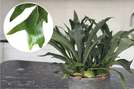 Платіцеріум / Platycerium bifurcatum