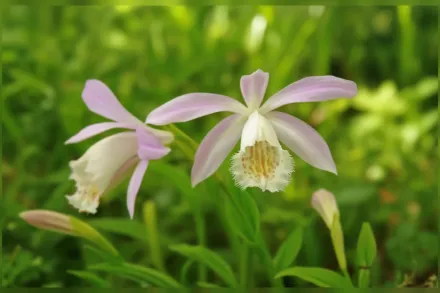 Pleione formosana / Плейоне тайванська