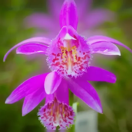 Tongariro Pleione / Плеоне Тонгаріро
