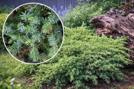 Прибережний ялівець Шлягер / Juniperus rigida subsp. conferta Schlager