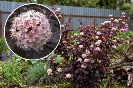 Diabolo Physocarpus opulifolius / Пухироплідник калинолистий Діаболо