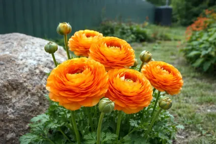 Ранункулюс Елеганс Оранж / Ranunculus asiaticus Elegance Orange
