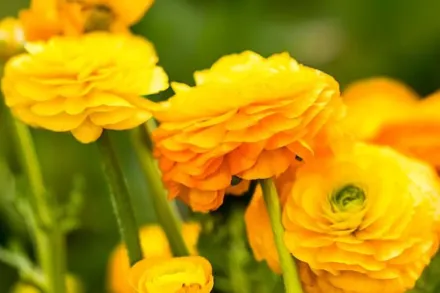 Ранункулюс Флор Плено / Ranunculus acris Flore Pleno