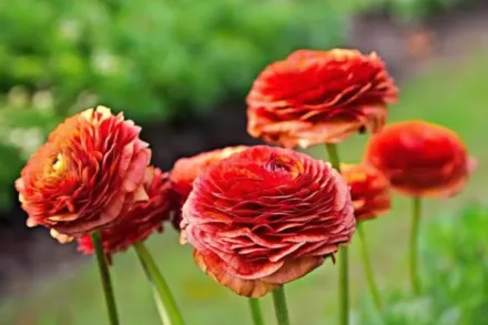 Ранункулюс Теколоте Кафе / Ranunculus asiaticus Tecolote Cafe