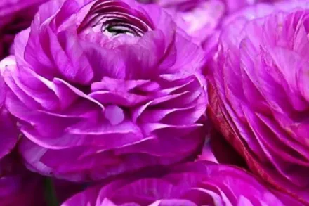 Ранункулюс Теколоте Пурпл / Ranunculus asiaticus Tecolote Purple