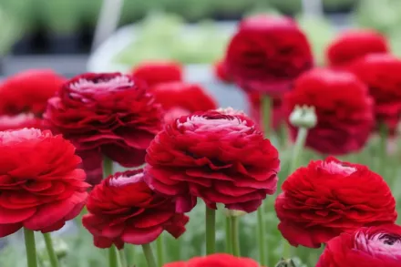 Ранункулюс Теколоте Ред / Ranunculus asiaticus Tecolote Red