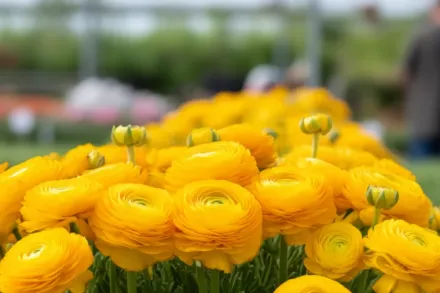 Ранункулюс Теколоте Йеллоу / Ranunculus asiaticus Tecolote Yellow