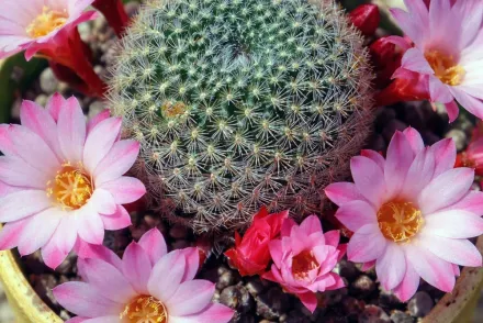 Карнавал Ребуція / Rebutia Carnival