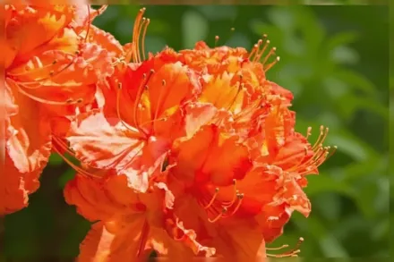 Рододендрон Гібралтар / Rhododendron Gibraltar