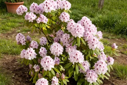 Рододендрон Калсап / Rhododendron hybrida Calsap