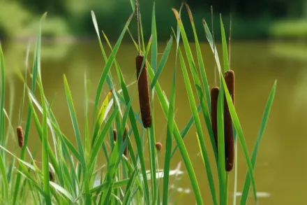 Typha laxmannii / Рогіз Лаксмана