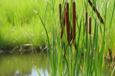 Typha latifolia / Рогіз широколистий