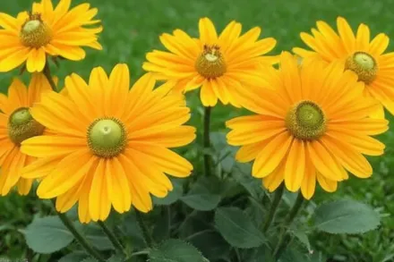 Amarillo Gold Rudbeckia hirta / Рудбекія Амарілло Голд