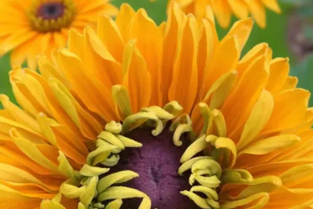 Голділокс Рудбекія / Rudbeckia hirta Goldilocks