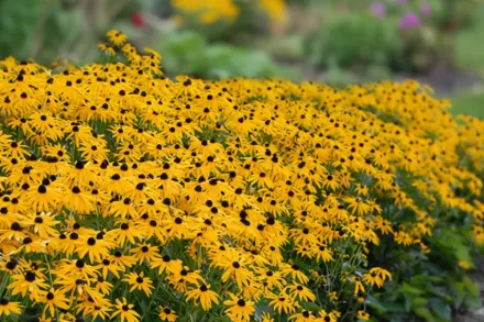 Голдштурм Рудбекія / Rudbeckia fulgida Goldsturm