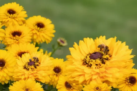 Maya Rudbeckia hirta / Рудбекія Майя