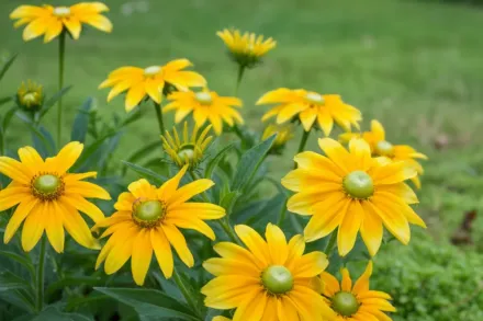 Прерій Сан Рудбекія / Rudbeckia hirta Prairie Sun