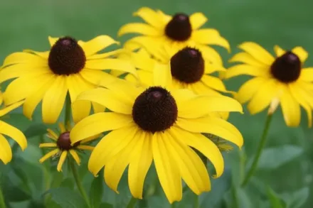 Rudbeckia hirta / Рудбекія шорстка