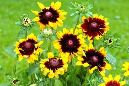 Sonora Rudbeckia hirta / Рудбекія Сонора