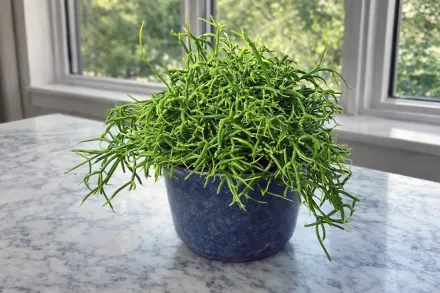 Rhipsalis baccifera / Рипсаліс бацифера