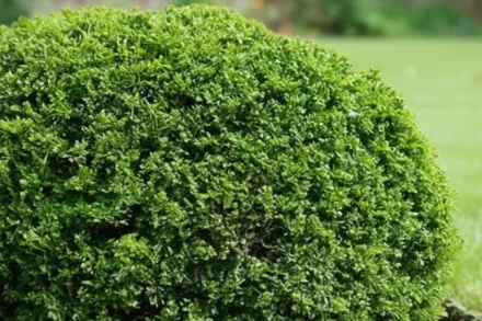 Блауер Хайнц Самшит / Buxus sempervirens Blauer Heinz