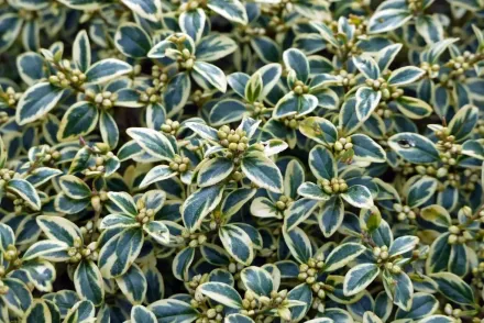 Самшит Елеганс / Buxus sempervirens Elegans