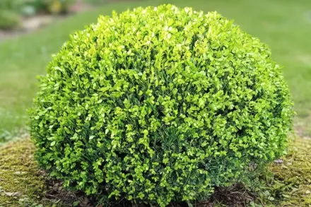 Фолкнер Самшит / Buxus microphylla Faulkner