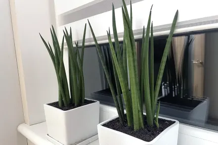 Сансевієрія циліндрична / Sansevieria cylindrica