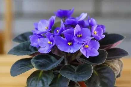 Сенполія / Saintpaulia ionantha