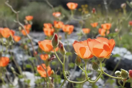 Сфероцея мінлива / Sphaeralcea ambigua