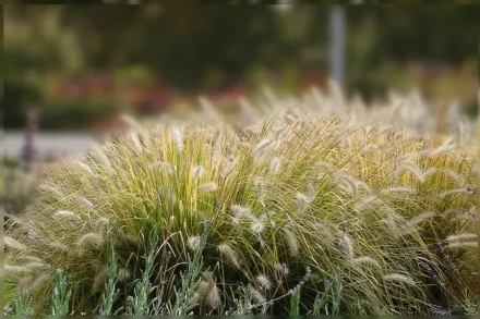 Pennisetum alopecuroides / Щетинник лисохвостий