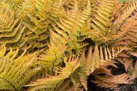 Dryopteris erythrosora / Щитник червоносорусовий