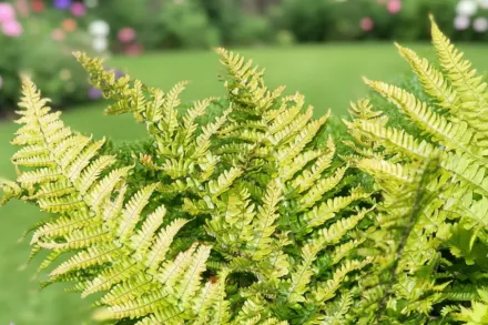Dryopteris affinis / Щитник споріднений