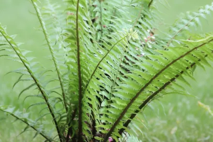 Dryopteris wallichiana / Щитник Валліха