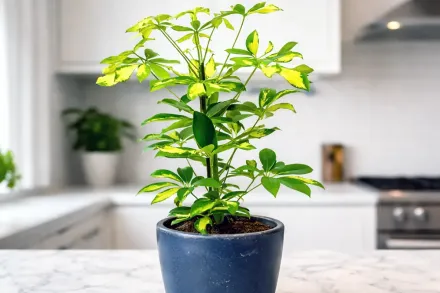 Шефлера Герда / Schefflera arboricola Gerda