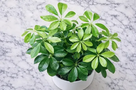 Шефлера Нора / Schefflera Nora