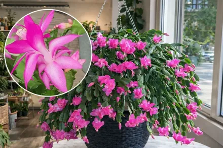 Шлюмбергера усічена / Schlumbergera truncata